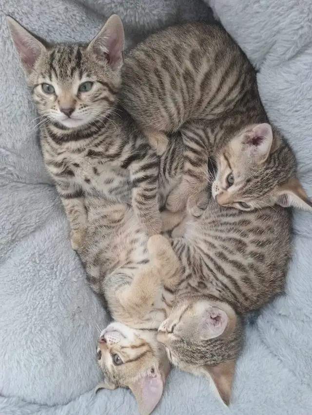 Savannah Bengal Kittens in Cats & Kittens for Rehoming in City of Montréal - Image 3