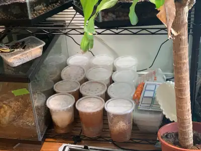 Melanogaster and Hydei Fruit Fly Cultures, View more