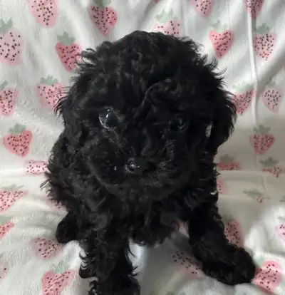Toy Poodles Puppies for sale, View more