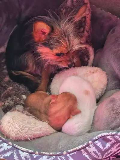 YORKY 2 PUPS ..READ AD  TEX OR PHONE ONLY, View more