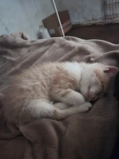 BARN KITTENS FOR SALE!!, View more