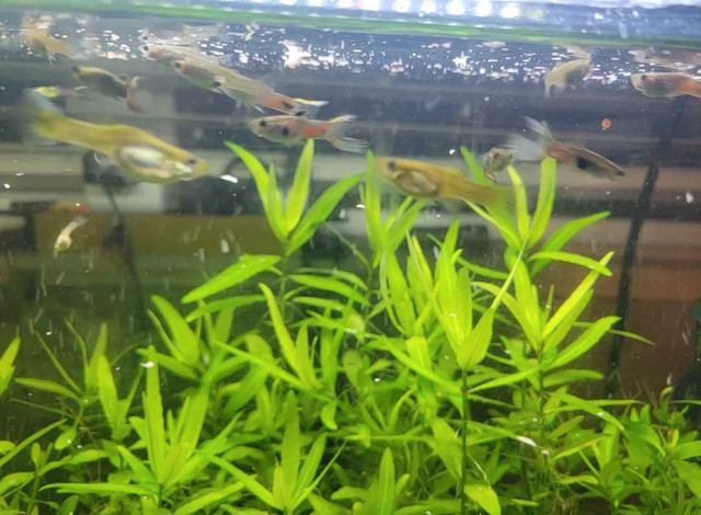 Male Fancy Guppy Fish For Sale! in Fish for Rehoming in Ottawa - Image 3
