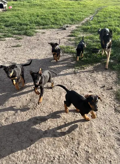 Get Started on the Right Paw – Puppy & New Dog Orientation, View more