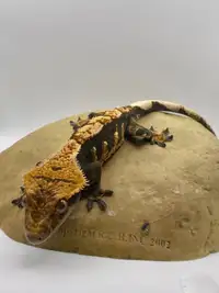 Male Harlequin Crested Gecko
