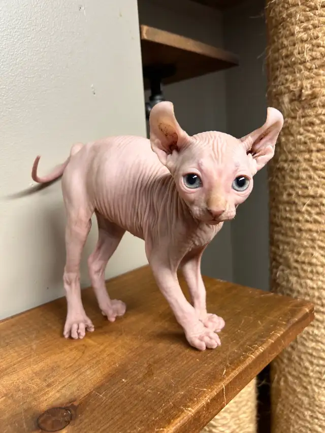 chaton sphynx-elf  in Cats & Kittens for Rehoming in Lanaudière - Image 3