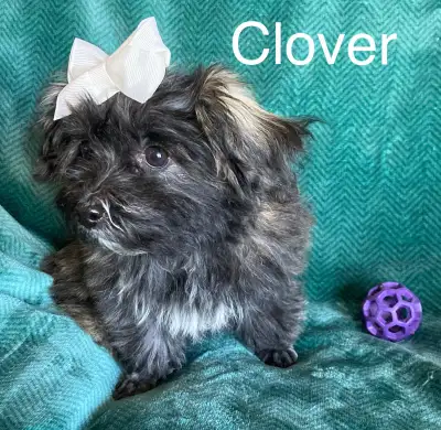 Havanese female pup (Clover), View more