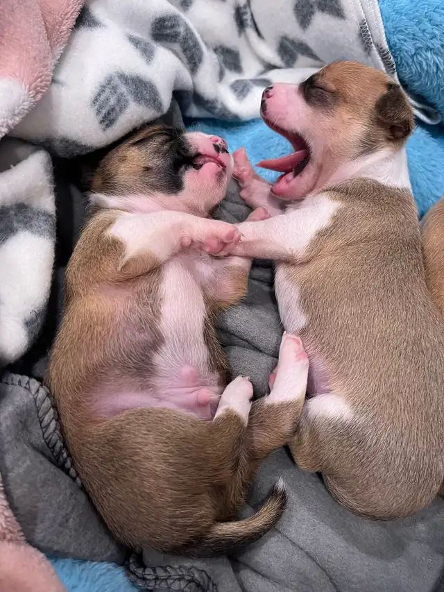 Only 1 left - chihuahua puppy  for sale in Dogs & Puppies for Rehoming in Barrie - Image 4