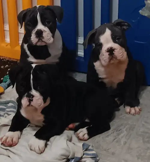 Legacy OEB Kennel – Shameless Litter Now Available! Ethically bred Olde English Bulldogge puppies ar...