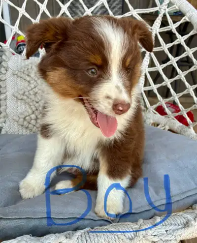 Pure Bred Mini Australian Shepherd PUPPIES, View more