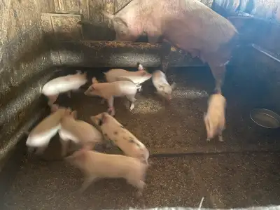 Yorkshire Meat Pigs , View more