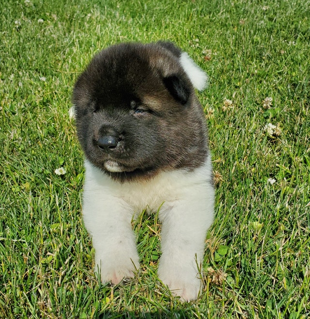 Canadian Kennel Club registered Akita puppies! Dogs & Puppies for