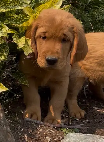 Beautiful Dark Red Golden Retriever Puppies, View more