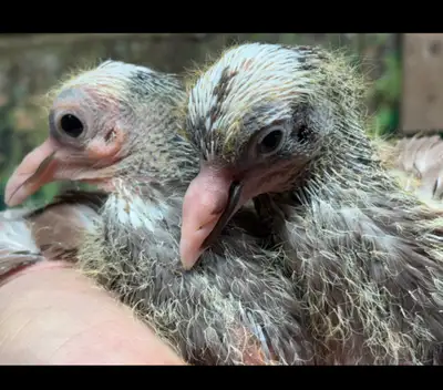 BABY PIGEONS PIGEON DOVES - Pickering , View more