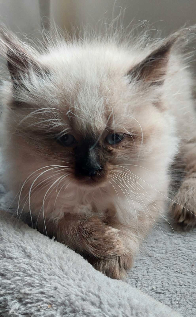 Chatons himalayens à vendre vacciner vermifuger dans Chats et chatons à adopter  à Trois-Rivières - Image 3