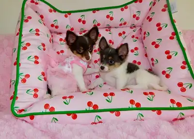 Chihuahua puppies, View more