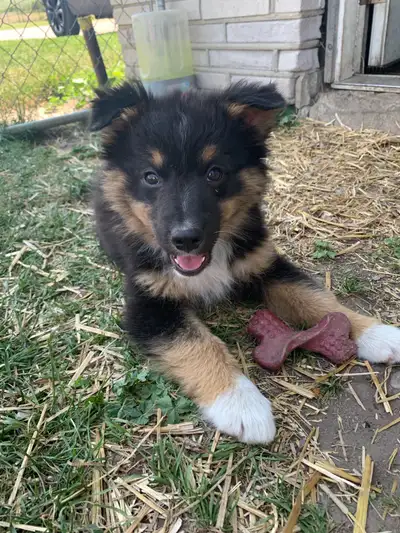READY TO GO Pure bred standard Australian shepherd puppies 1 Male black tri puppy left Ready for new...