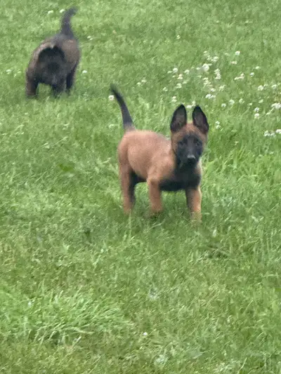 Belgian Malinois puppy, View more