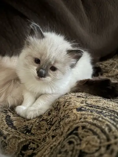 Beautiful Ragdoll Male, View more