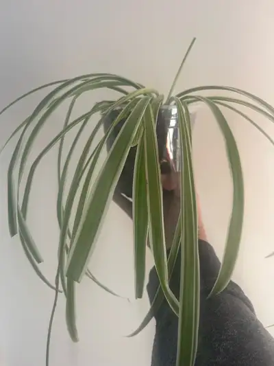 spider plants, View more