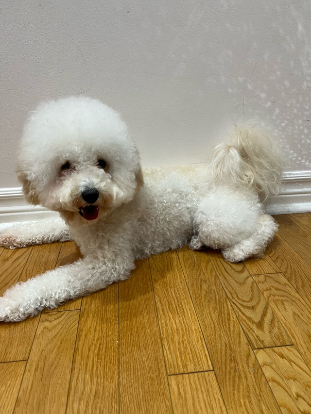 Miniature Poodle in Dogs & Puppies for Rehoming in City of Toronto - Image 2