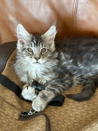 Pure Maine Coon 