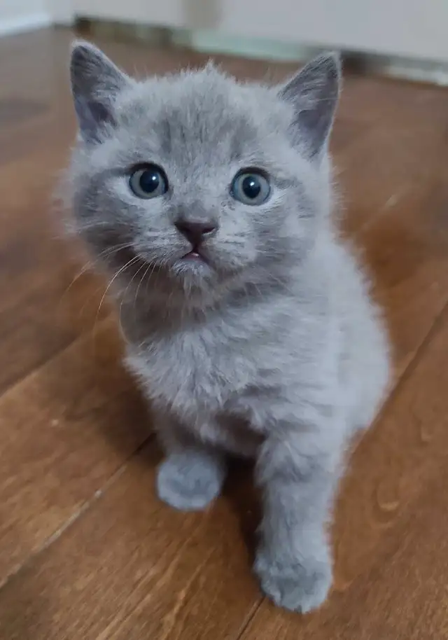 ❤️❤️ Purebred British shorthair kittens in Cats & Kittens for Rehoming in West Island - Image 4