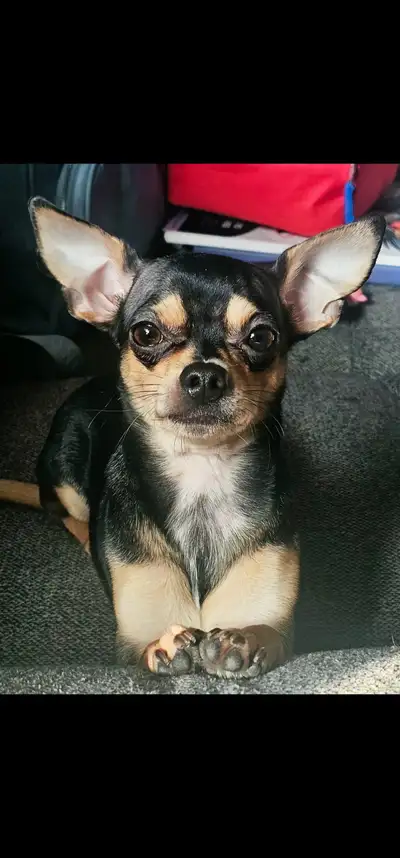 Bonjour Chihuahua male de 1 et demi nee le 6 janvier 2025 pas opérer pas de vaccin cetais le chien d...