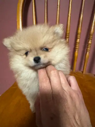 Pomeranian, View more