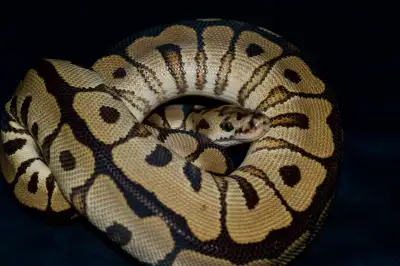 Ball python with enclosure, View more