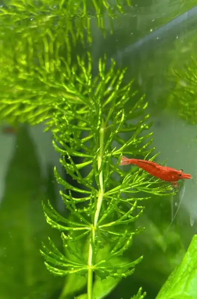 Hornwort Aquarium Plant, View more