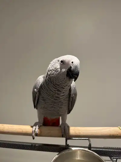 African Grey (Toto), View more