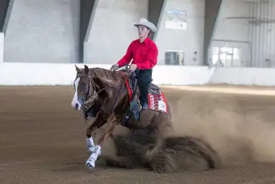 Broke Horses For Sale, View more