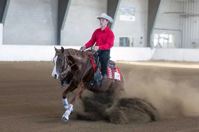 Broke Horses For Sale in Horses & Ponies for Rehoming in Owen Sound - Image 2