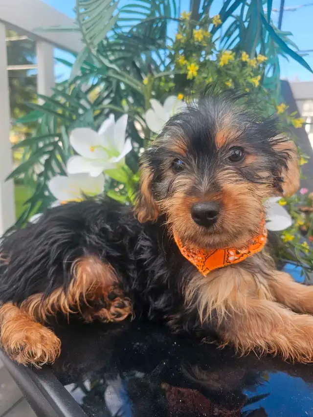 Magnifique yorkshire pure race *** personne  serieuse*** in Dogs & Puppies for Rehoming in City of Montréal - Image 2