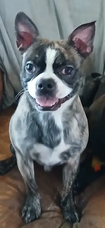 Boston Terrier 3/4, View more