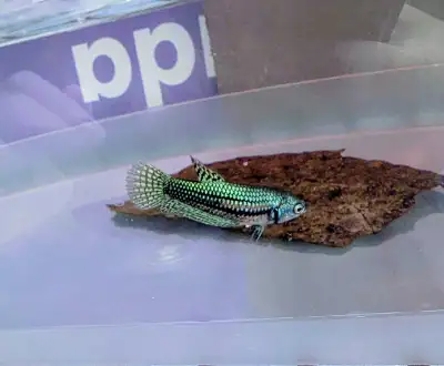 Green alien female betta from Montreal, View more