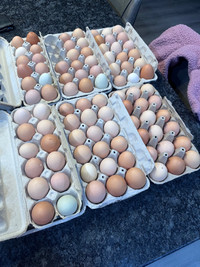Farm fresh eggs from Crater Acres!