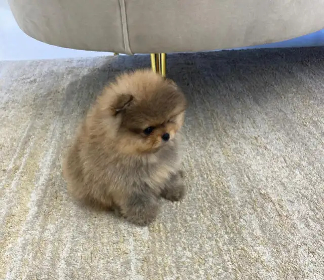 Teddy bear pomeranians in Dogs & Puppies for Rehoming in Mississauga / Peel Region - Image 3