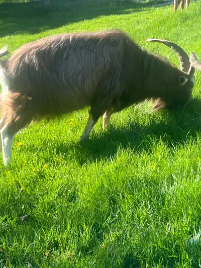 TWO BUCKS READY TO GO - OVER A YEAR OLD, View more