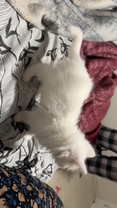Half Ragdoll Half Turkish angora ! 1000 for a first time pet starter, fully vaccinated, healthy , ha...