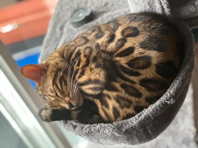 chat bengal in Cats & Kittens for Rehoming in Québec City - Image 5