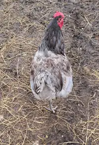 Jersey giant cross rooster