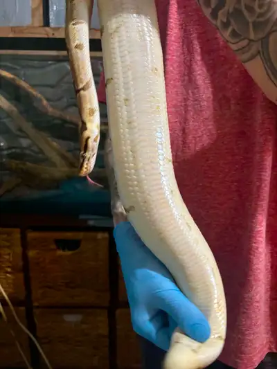 Ball python Pastel Mojave, View more