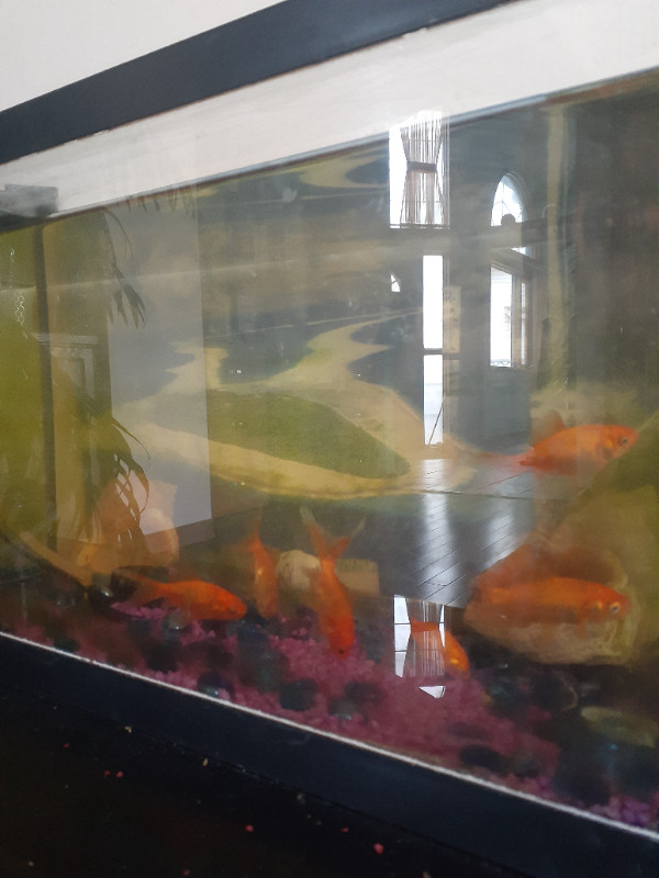 Comet goldfish with 10 gallon tank. in Fish for Rehoming in Calgary - Image 2