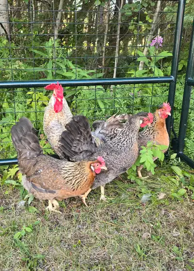 Laying Hens, View more