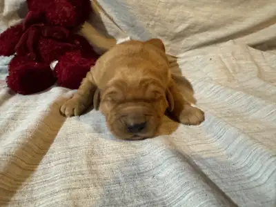 These Golden Retrievers are looking for Wonderful Homes to go to!! The Parents are on site and are p...