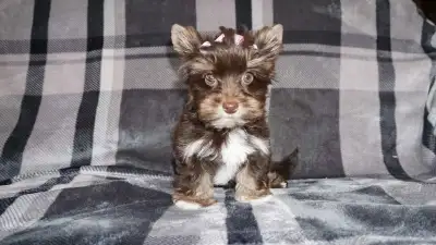Yorkie Puppy Girls – Chocolate – Ready for New Homes, View more