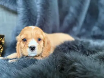 Cocker Spaniel Puppies, View more