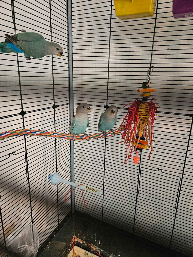 Speciaux Oiseaux du 25 au 31 mai Soleil arrive dans Oiseaux à adopter  à Laval/Rive Nord