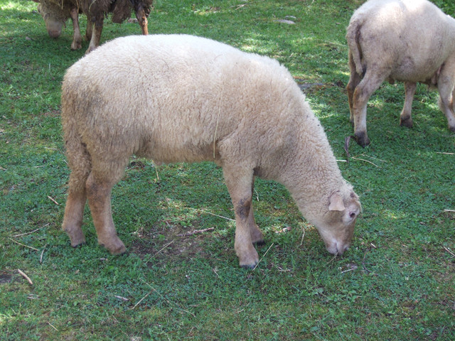 Ewes, lambs (ewes, rams) in Livestock in North Bay - Image 2